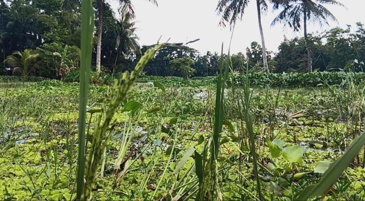 লক্ষ্মীপুরে বন্যায় দেড় লাখ কৃষকের ২২৭ কোটি টাকার ক্ষতি